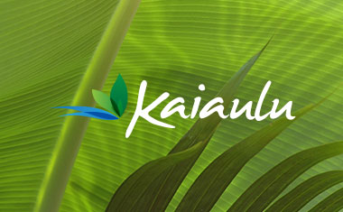 hawaii logo design, maui, logo design, logo desingers, Hawaii branding, Team Vision Marketing