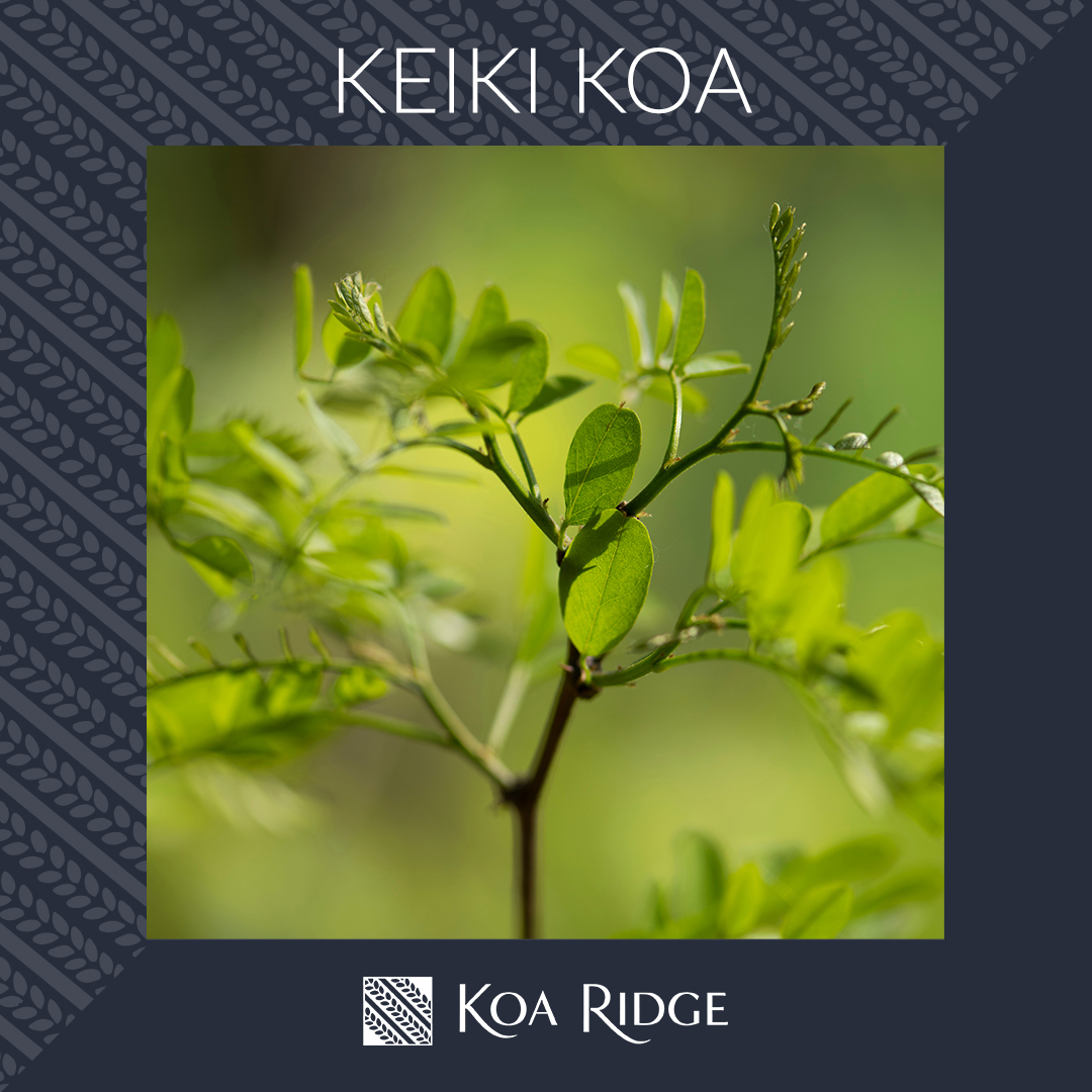 Koa Ridge branding social media campaign by Team Vision Marketing